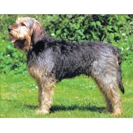 Otterhound Breeder in Crawley, West Sussex