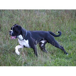 Boxer Stud in Kent