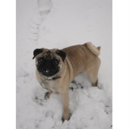 Pug Stud in Avon