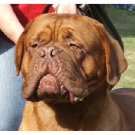 Dogue De Bordeaux Stud in Warrington, Cheshire