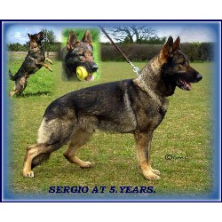 German Shepherd Dog Stud in Ipswich, Suffolk
