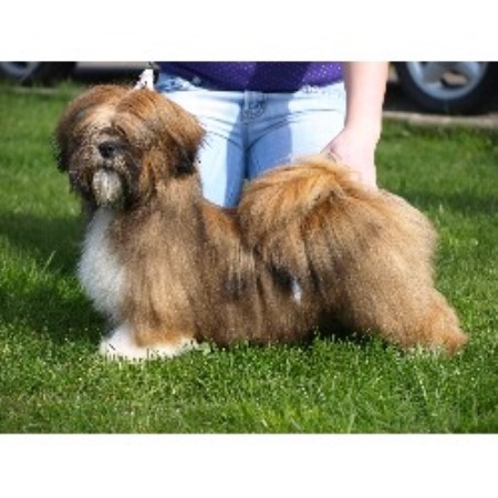 Lhasa Apso Breeder in Bridlington, North Humberside