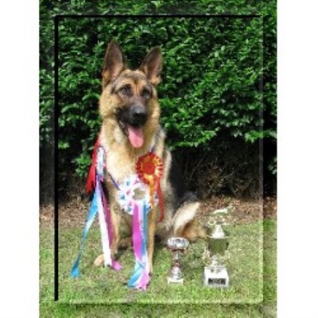 Kennel Dog Rescue German Shepherd Puppies Suffolk Norfolk Kennel Dog Rescue German Shepherd Puppies Suffolk Norfolk