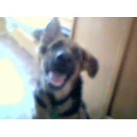 German Shepherd Dog Stud in Sheffield, South Yorkshire