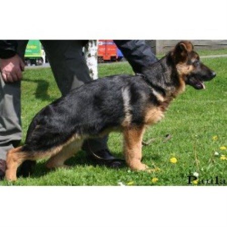 Paluka Harmony - Keefa doing some show trainning