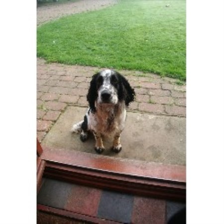 English Cocker Spaniel Stud in Leicestershire