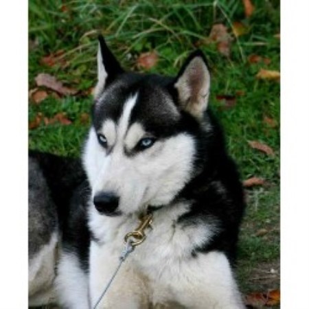 Siberian Husky Stud in Kings Lynn, Norfolk