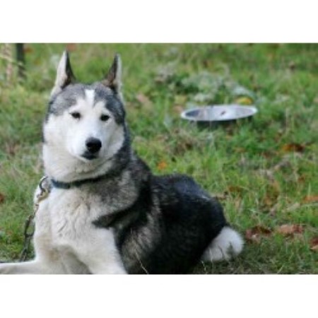 Siberian Husky Stud in Kings Lynn, Norfolk