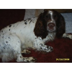 English Springer Spaniel Stud in North Yorkshire
