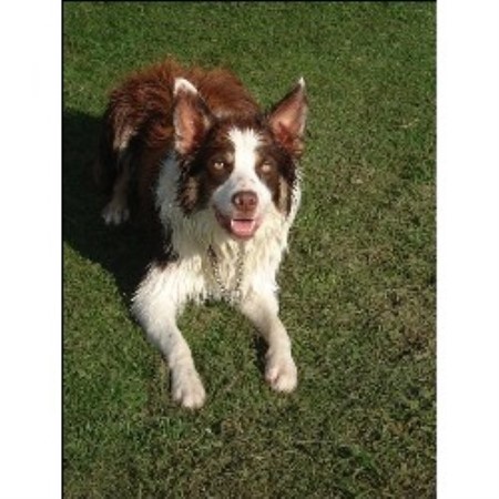 Border Collie Stud in Kelty, Fife