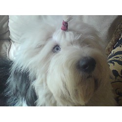 Old English Sheepdog Breeder in Bassingbourn, Hertfordshire