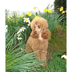 Poodle Miniature Stud in Ashill, Devon