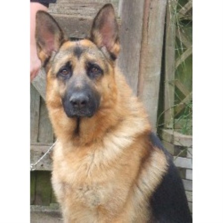 German Shepherd Dog Stud in Herefordshire, Herefordshire