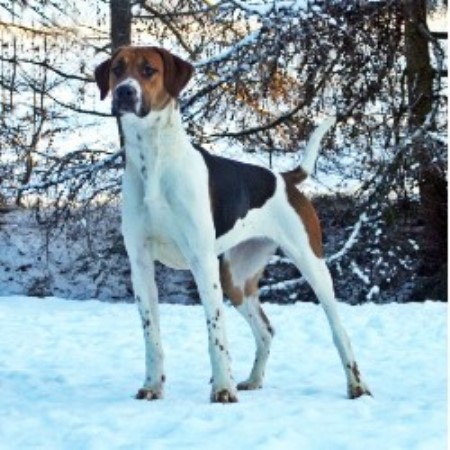 English Foxhound Breeder in Polmont, Stirlingshire