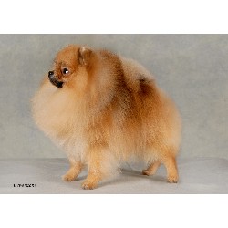 Pomeranian Stud in Lincolnshire