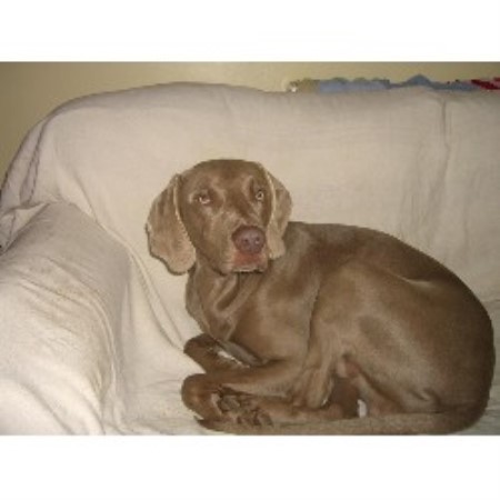 silver gray weimaraner