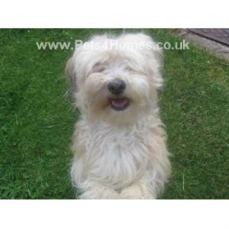 havanese puppies scotland havanese studs in scotland wales and ireland freedoglistings uk havanese puppies scotland havanese studs in scotland wales and ireland freedoglistings uk