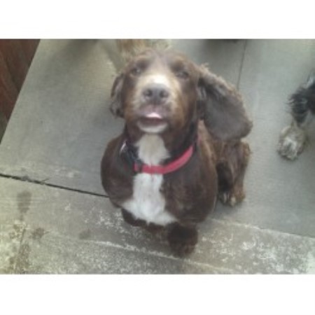 English Cocker Spaniel Stud in West Yorkshire