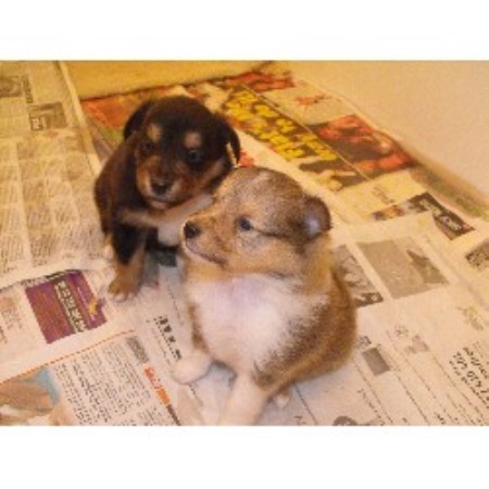 Shetland Sheepdog Breeders and Breeding Kennels in the UK Shetland Sheepdog Breeders and Breeding Kennels in the UK