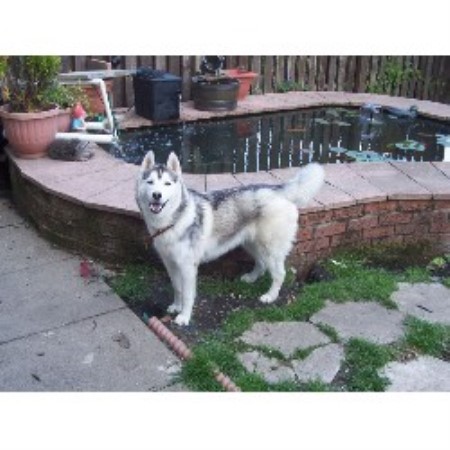 Siberian Husky Stud in Sheffield, South Yorkshire
