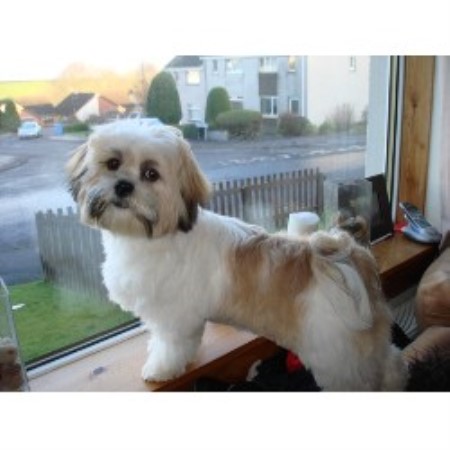 Lhasa Apso Stud in Selkirkshire