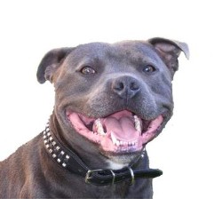 Staffordshire Bull Terrier Stud in Hampshire