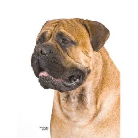 TROY - one of our stud dogs