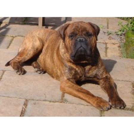 Bullmastiff Stud in Worcestershire