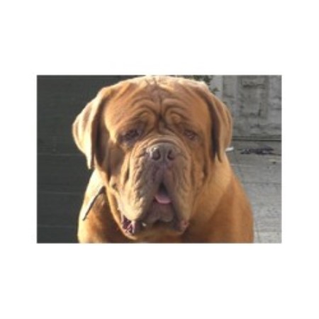 Dogue De Bordeaux Breeder in Skelmersdale, Lancashire