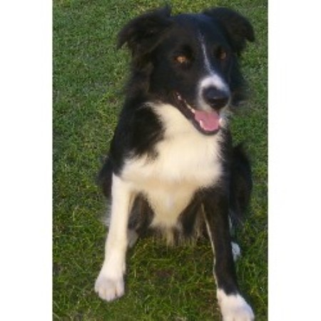 Border Collie Stud in Coventry, West Midlands