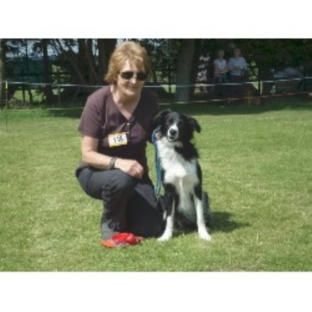 Border Collie Breeder in Coventry, West Midlands