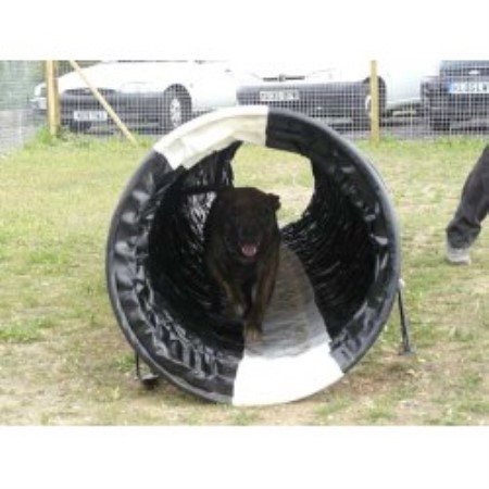Agility at Dog Training Centre of Excellence