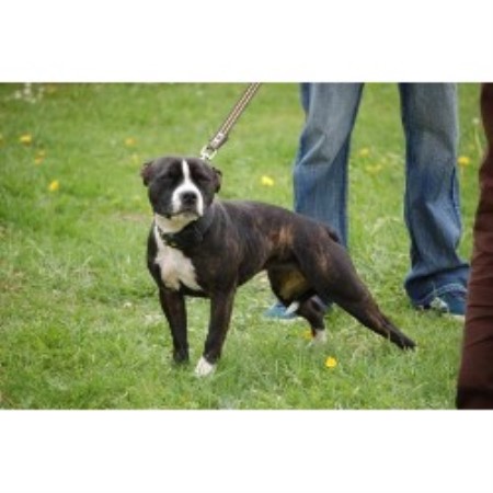 Staffordshire Bull Terrier Breeder in Broadstairs, Kent