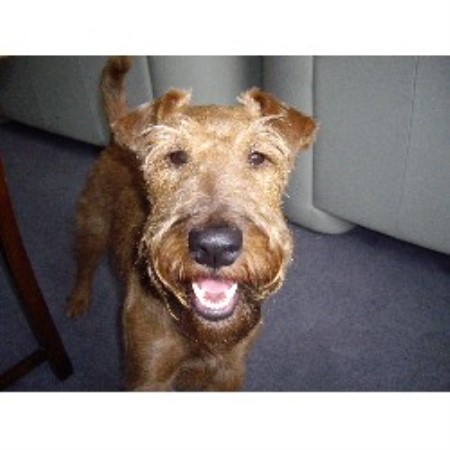 Irish Terrier Breeder in South Ockendon, Essex