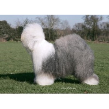 Old English Sheepdog Breeder in Bournemouth, Dorset