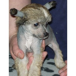 Chinese Crested Breeder in London, Buckinghamshire