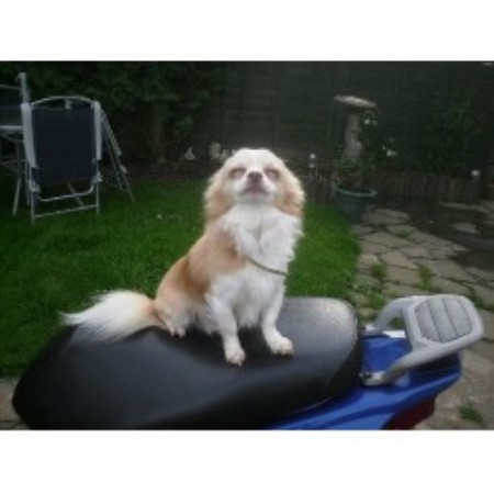 Chihuahua Stud in Worcestershire