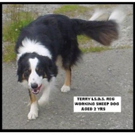Border Collie Breeder in Aberystwyth, Dyfed
