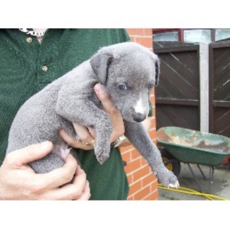 Wigan Dogs For Sale Facebook Uk Wigan Dogs For Sale Facebook Uk