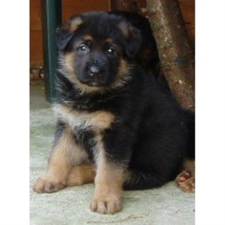 German Shepherd Dog Breeder in Newcastle, Tyne and Wear