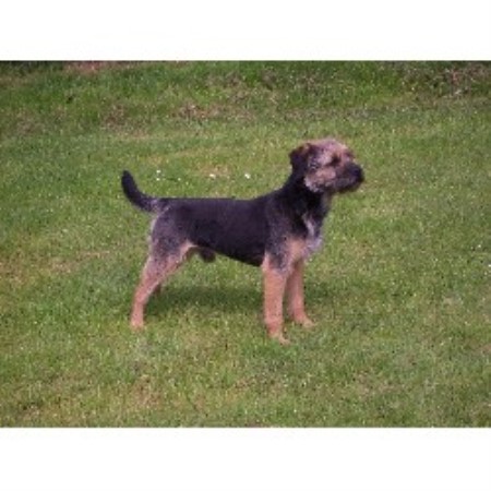 Border Terrier Stud in St Ives, Cornwall