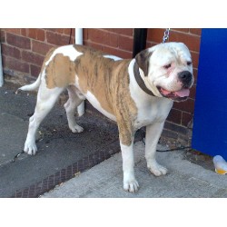 American Bulldog Stud in North Yorkshire