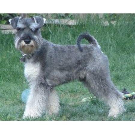 breeds az miniature schnauzer breeders in arizona freedoglistings breeds picture breeds az miniature schnauzer breeders in arizona freedoglistings breeds picture