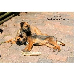 Border Terrier Breeder in The Brecon Beacons National Park, Dyfed