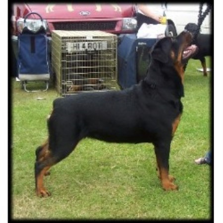 Rottweiler Breeder in Consett, Durham