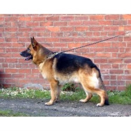 German Shepherd Dog Stud in Doncaster, South Yorkshire