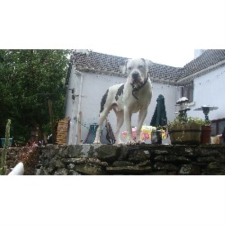 American Bulldog Stud in Mid Glamorgan