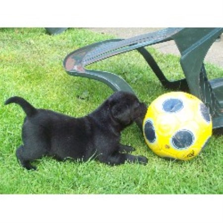 Labrador Retriever Breeder in Caernarfon, Gwynedd