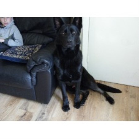 German Shepherd Dog Stud in Birmingham, West Midlands