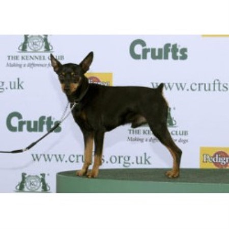 Miniature Pinscher Stud in Cumbria
